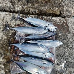 ソウダガツオ