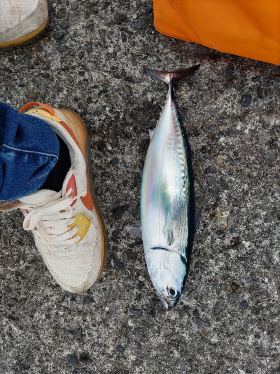 ソウダガツオ