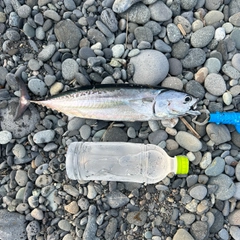 ソウダガツオの釣果