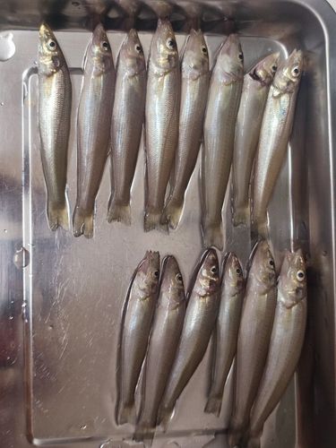 キスの釣果