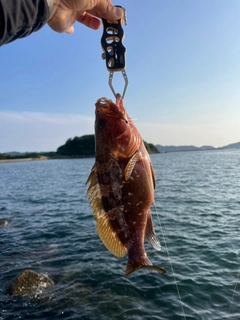 キジハタの釣果