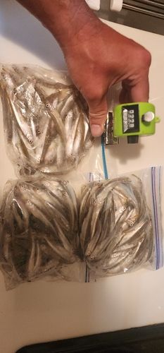 ワカサギの釣果