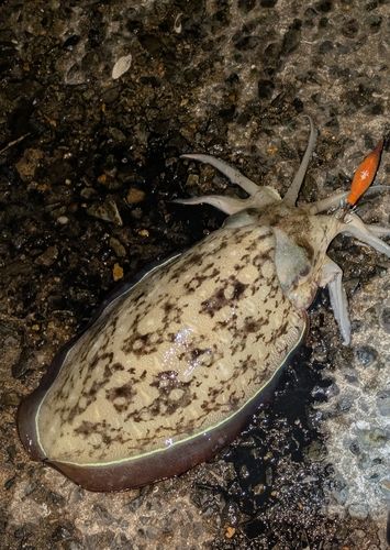 モンゴウイカの釣果