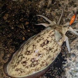 モンゴウイカ