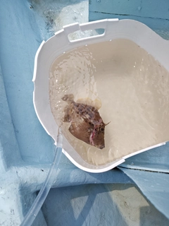 カワハギの釣果