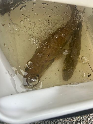 立岡池