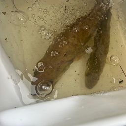ブラックバス