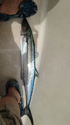 サワラの釣果