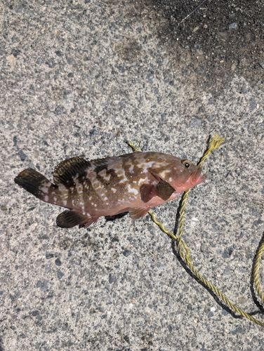 アコウの釣果