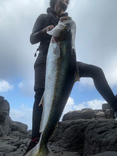 ヒラスの釣果