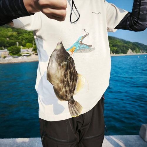 カワハギの釣果