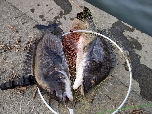 チヌの釣果