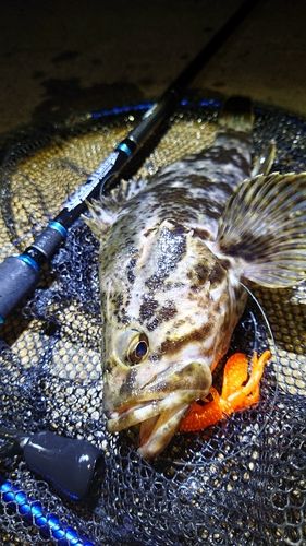 タケノコメバルの釣果