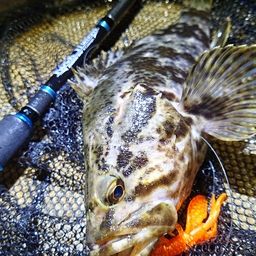 タケノコメバル