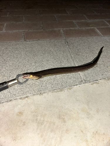アナゴの釣果