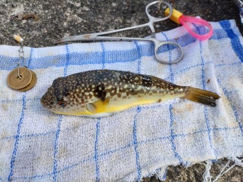 コモンフグの釣果