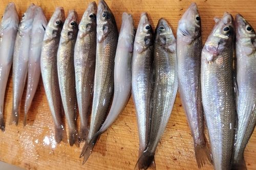 キスの釣果