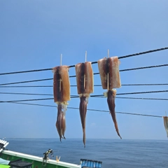 スルメイカの釣果