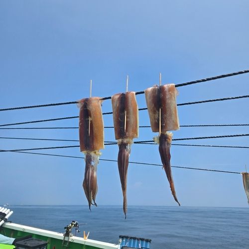 スルメイカの釣果