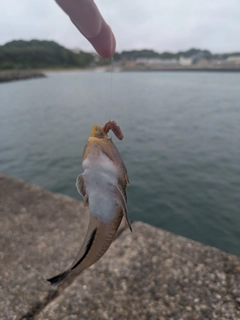 ネズミゴチの釣果