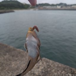 ネズミゴチ