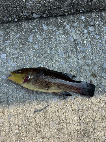 釣果