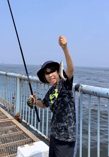 シロギスの釣果