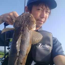 マゴチ