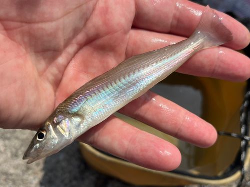 キスの釣果