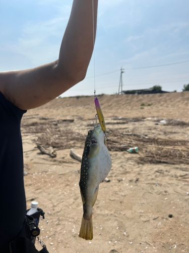 クサフグの釣果