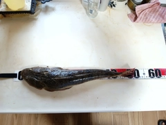 ヒラメの釣果