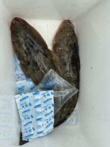 マゴチの釣果