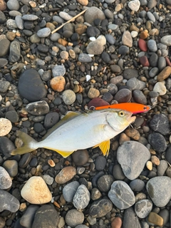 ショゴの釣果