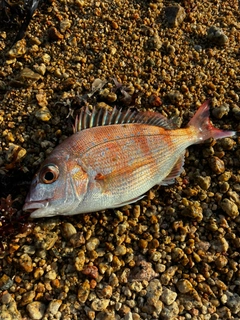 チャリコの釣果