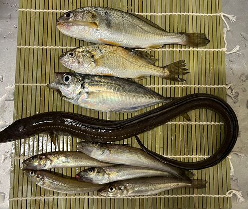 シロギスの釣果