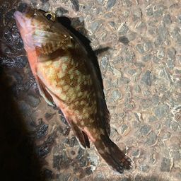 カサゴ