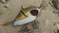 クラカケモンガラの釣果