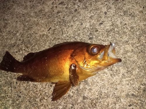 アカメバルの釣果