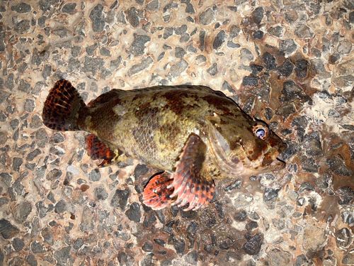 ムラソイの釣果