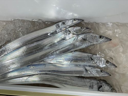 タチウオの釣果