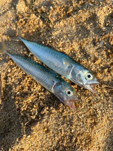 サバの釣果