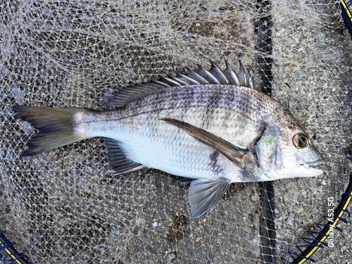 チヌの釣果