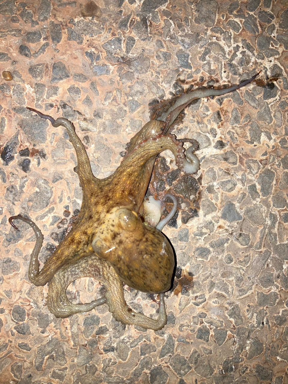 タコ