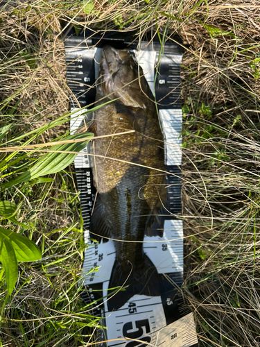 スモールマウスバスの釣果