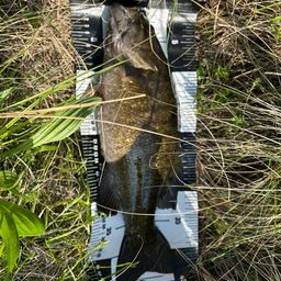 スモールマウスバス