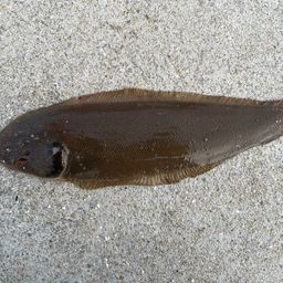 ウシノシタ