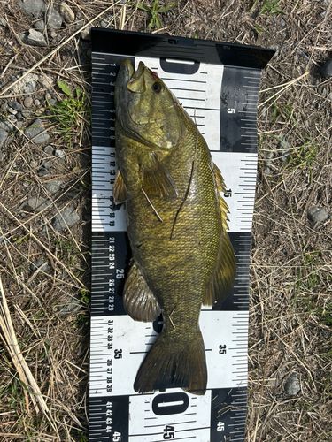 スモールマウスバスの釣果