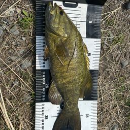 スモールマウスバス