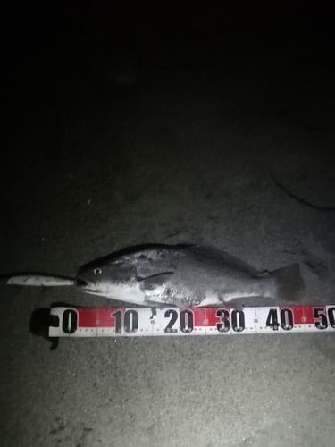 ニベの釣果
