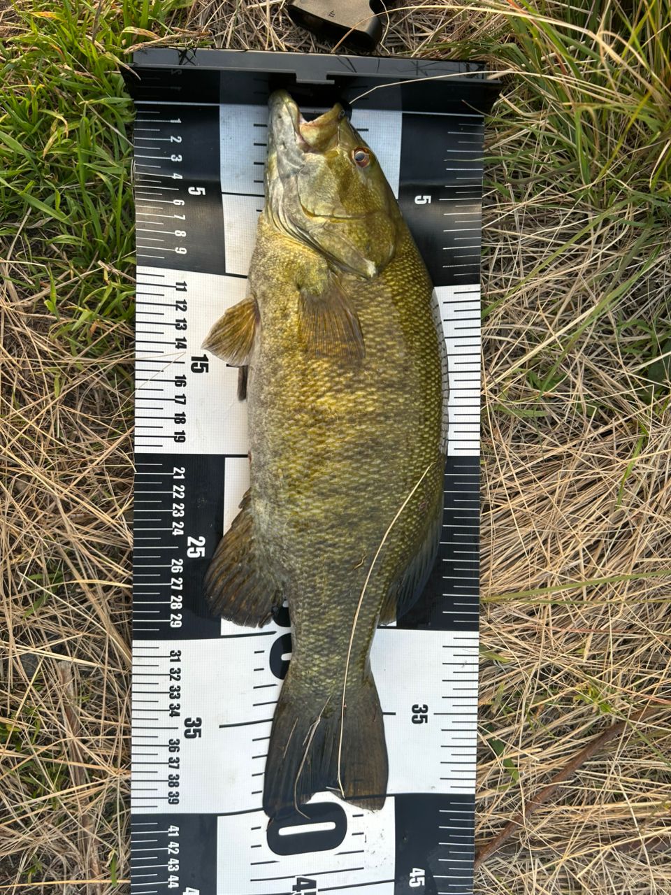 スモールマウスバス